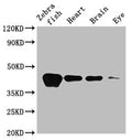 Western Blot
Positive WB detected in: Zebrafish tissue, Zebrafish heart tissue, Zebrafish brain tissue, Zebrafish eye tissue
All lanes: acta1b antibody at 3.5µg/ml
Secondary
Goat polyclonal to rabbit IgG at 1/50000 dilution
Predicted band size: 42 kDa
Observed band size: 42 kDa
