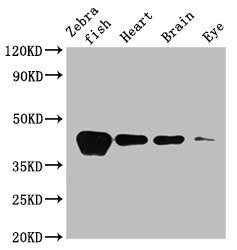 Western Blot
Positive WB detected in: Zebrafish tissue, Zebrafish heart tissue, Zebrafish brain tissue, Zebrafish eye tissue
All lanes: acta1b antibody at 3.5µg/ml
Secondary
Goat polyclonal to rabbit IgG at 1/50000 dilution
Predicted band size: 42 kDa
Observed band size: 42 kDa