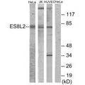Western blot analysis of extracts from HeLa cells, Jurkat cells and HUVEC cells, using ES8L2 antibody.