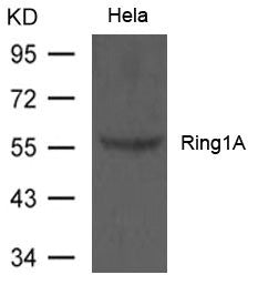 Western blot analysis of extract from Hela cells  using Ring1A Antibody