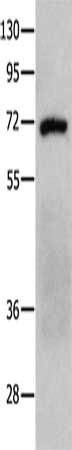 Gel: 10%SDS-PAGE, Lysate: 40 ug, Lane: NIH/3T3 cells, Primary antibody: CSB-PA206620(PTPN11 Antibody) at dilution 1/300, Secondary antibody: Goat anti rabbit IgG at 1/8000 dilution, Exposure time: 1 minute