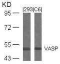 Western blot analysis of extracts from 293 and C6 cells using VASP(Ab-239) Antibody.