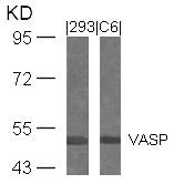 Western blot analysis of extracts from 293 and C6 cells using VASP(Ab-239) Antibody.