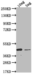 Western Blot
Positive WB detected in Recombinant protein
All lanes: SSC1 antibody at 1:2000
Secondary
Goat polyclonal to rabbit IgG at 1/50000 dilution
Predicted band size: 35.4 kDa
Observed band size: 40 kDa