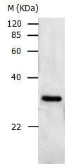 Gel: 10%SDS-PAGE Lysate: 40 ug Hela cell lysate Primary antibody: 1/500 dilution Secondary antibody: Donkey anti Rabbit IgG - H&L (HRP) at 1/3000 dilution Exposure time: 1 minute