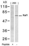 Western blot analysis of extracts from 293 cells using Raf1(Ab-338) Antibody and the same antibody preincubated with blocking peptide.