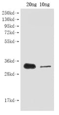 Western Blot
Positive WB detected in Recombinant protein
All lanes: cas9 antibody at 1:2000
Secondary
Goat polyclonal to rabbit IgG at 1/50000 dilution
Predicted band size: 30 kDa
Observed band size: 30 kDa