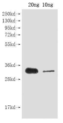Western Blot
Positive WB detected in Recombinant protein
All lanes: cas9 antibody at 1:2000
Secondary
Goat polyclonal to rabbit IgG at 1/50000 dilution
Predicted band size: 30 kDa
Observed band size: 30 kDa