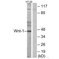Western blot analysis of extracts from HT-29 cells, using WNT1 antibody.