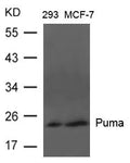 Western blot analysis of extracts from 293 and MCF-7 cells using Puma Antibody.