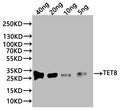 Western Blot
Positive WB detected in: recombinant protein
All lanes:TET8 Antibody at 1:1000
Secondary
Goat polyclonal to rabbit IgG at 1/20000 dilution
Predicted band size: 22.5 kDa
Observed band size: 27 kDa
