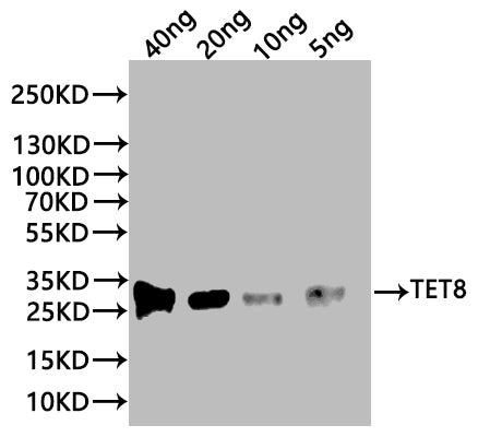 Western Blot
Positive WB detected in: recombinant protein
All lanes:TET8 Antibody at 1:1000
Secondary
Goat polyclonal to rabbit IgG at 1/20000 dilution
Predicted band size: 22.5 kDa
Observed band size: 27 kDa
