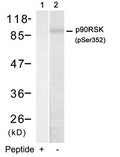Western blot analysis of extracts from HUVEC cells using p90RSK(Phospho-Ser352) Antibody(Lane 2) and the same antibody preincubated with blocking peptide(Lane1).