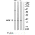 Western blot analysis of extracts from HeLa cells, Jurkat cells and K562 cells, using UBE2T antibody.