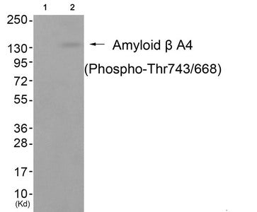 Western blot analysis of extracts from cos-7 cells (Lane 2), using Amyloid β A4 (Phospho-Thr743/668) Antibody. The lane on the left is treated with antigen-specific peptide.