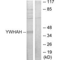 Western blot analysis of extracts from Jurkat cells, using 14-3-3 η antibody.