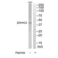 Western blot analysis of extracts from COS7 cells, using ZDHHC2 antibody.