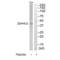 Western blot analysis of extracts from COS7 cells, using ZDHHC2 antibody.