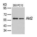 Western blot analysis of extracts from 293 and PC12 cells using Akt2(Ab-474) Antibody.