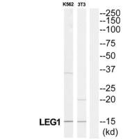 Western blot analysis of extracts from K562/NIH-3T3 cells, using LGALS1 antibody.