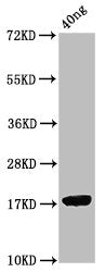Western Blot
Positive WB detected in Recombinant protein
All lanes: ORF7 antibody at 2.1ug/ml
Secondary
Goat polyclonal to rabbit IgG at 1/50000 dilution
Predicted band size: 18 kDa
Observed band size: 18 kDa