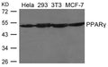 Western blot analysis of extracts from Hela, 293, 3T3 and MCF-7 cells using PPARg Antibody.