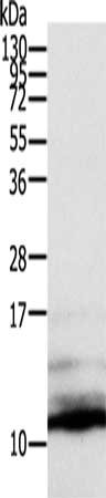 Gel: 12%SDS-PAGE, Lysate: 50 ug, Lane: 293T cells, Primary antibody: CSB-PA218529(CCL13 Antibody) at dilution 1/900, Secondary antibody: Goat anti rabbit IgG at 1/8000 dilution, Exposure time: 10 seconds