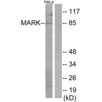 Western blot analysis of extracts from HeLa cells, using MARK antibody.