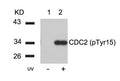 Western blot analysis of extracts from Hela cells untreated(lane 1) or treated with UV(lane 2) using CDC2(Phospho-Tyr15) Antibody.
