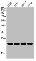 Western blot analysis of L929 293T MCF7 HELA using CD269 antibody. Antibody was diluted at 1:2000. Secondary antibody  was diluted at 1:20000