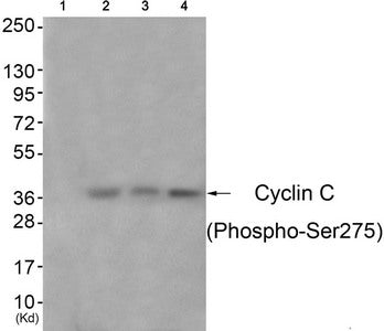 Western blot analysis of extracts from 3T3 cells (Lane 2), A549 cells (Lane 3) and Hela cells (Lane 4), using Cyclin C (Phospho-Ser275) Antibody. The lane on the left is treated with antigen-specific peptide.