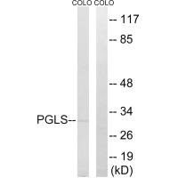 Western blot analysis of extracts from COLO cells, using PGLS antibody.