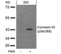 Western blot analysis of extracts from 293 cells untreated or treated with PMA using Connexin 43(phospho-Ser368) Antibody.