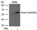 Western blot analysis of extracts from Hela cells untreated or treated with PMA using Smad1(Phospho-Ser206) Antibody .