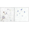 Immunohistochemical analysis of paraffin-embedded human brain tissue using S100 A1 antibody.