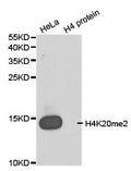 Histone H4K20me2 Antibody – Figure 1 of 3