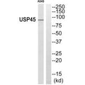 Western blot analysis of extracts from A549 cells, using USP45 antibody.