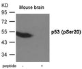 Western blot analysis of extracts from  Mouse brain tissue using p53 (Phospho-Ser20) Antibody.The lane on the right is treated with the antigen-specific peptide.