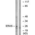 Western blot analysis of extracts from Jurkat cells, using ERAS antibody.