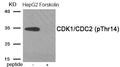 Western blot analysis of extracts from HepG2 cells treated with Forskolin using Phospho-CDK1/CDC2 (Thr14) antibody.The lane on the right is treated with the antigen-specific peptide.