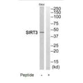 Western blot analysis of extracts from COLO205 cells, using SIRT3 antibody.