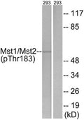 Western blot analysis of extracts from 293 cells, treated with H2O2 (100uM, 15mins), using Mst1/2 (Phospho-Thr183) antibody. The lane on the right is treated with the synthesized peptide.