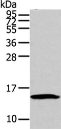Gel: 12%SDS-PAGE, Lysate: 40 ug, Lane: HT-29 cell, Primary antibody: CSB-PA230265(HMGA1  Antibody) at dilution 1/250 dilution, Secondary antibody: Goat anti rabbit IgG at 1/8000 dilution, Exposure time: 1 minute