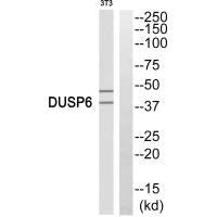 Western blot analysis of extracts from 3T3 cells, using DUSP6 antiobdy.