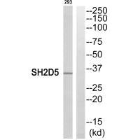 Western blot analysis of extracts from 293 cells, using SH2D5 antibody.