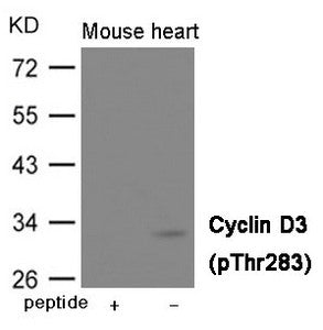 Western blot analysis of extracts from  Mouse heart tissue using Cyclin D3 (Phospho-Thr283) Antibody.The lane on the left is treated with the antigen-specific peptide.