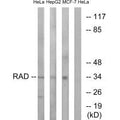 Western blot analysis of extracts from HeLa cells, HepG2 cells and MCF-7 cells, using RAD antibody.