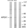 Western blot analysis of extracts from COLO205 cells and HeLa cells, using APEX1 antibody.