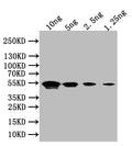 Western Blot
Positive WB detected in: recombinant protein
All lanes:Flagellin Antibody at 1:1000
Secondary
Goat polyclonal to rabbit IgG at 1/50000 dilution
Predicted band size: 49 kDa
Observed band size: 49 kDa