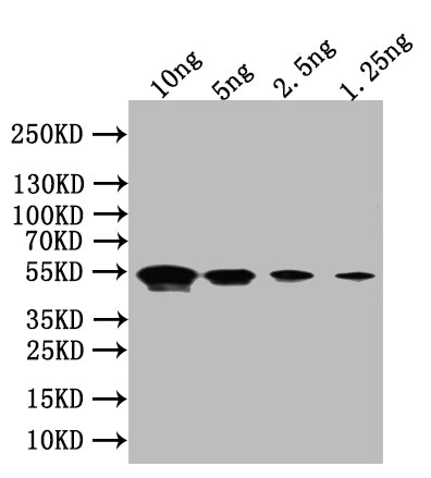 Western Blot
Positive WB detected in: recombinant protein
All lanes:Flagellin Antibody at 1:1000
Secondary
Goat polyclonal to rabbit IgG at 1/50000 dilution
Predicted band size: 49 kDa
Observed band size: 49 kDa